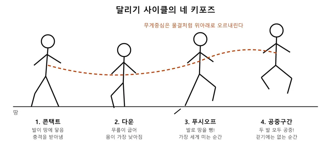 달리기 — 발이 닿고, 밀고, 날고, 다시 닿는다 도식