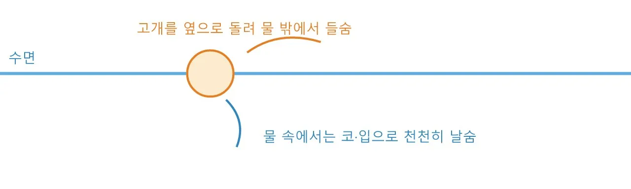 Pose: 수영 — 저항 속에서 움직이는 몸 도식