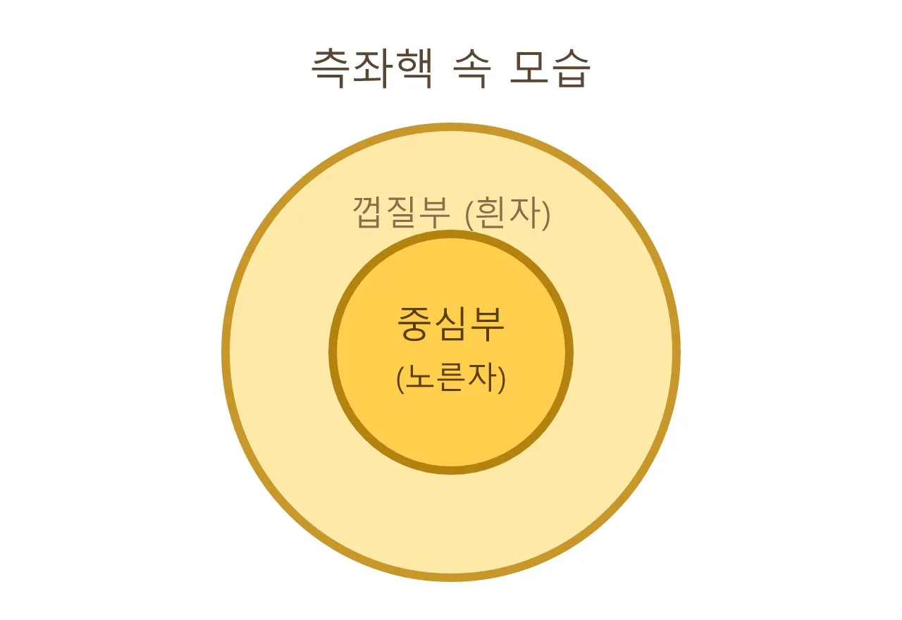 측좌핵 — 우리 머릿속 "기분 좋아!" 스위치 도식