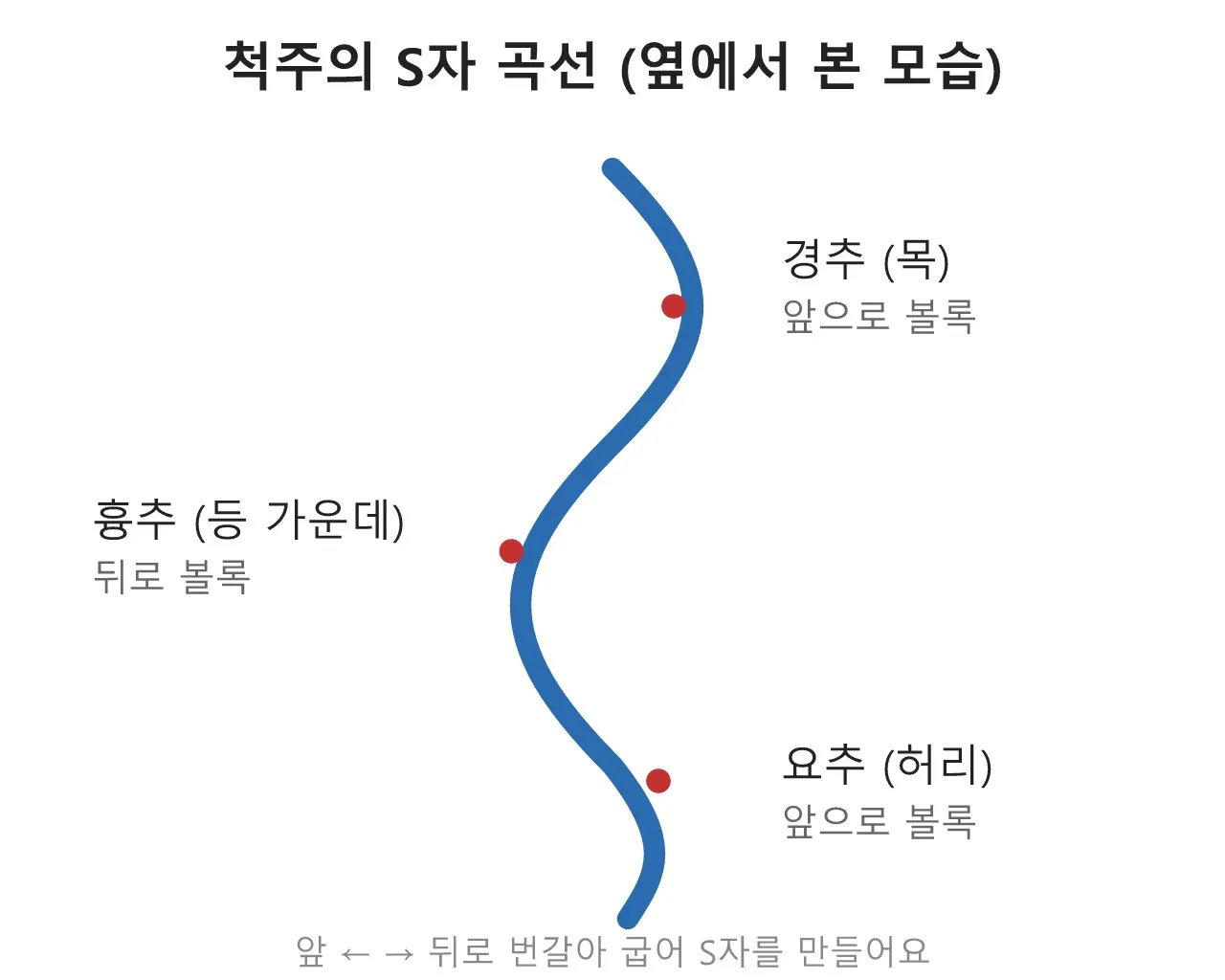 척주의 곡선 — 등은 직선이 아니다 도식