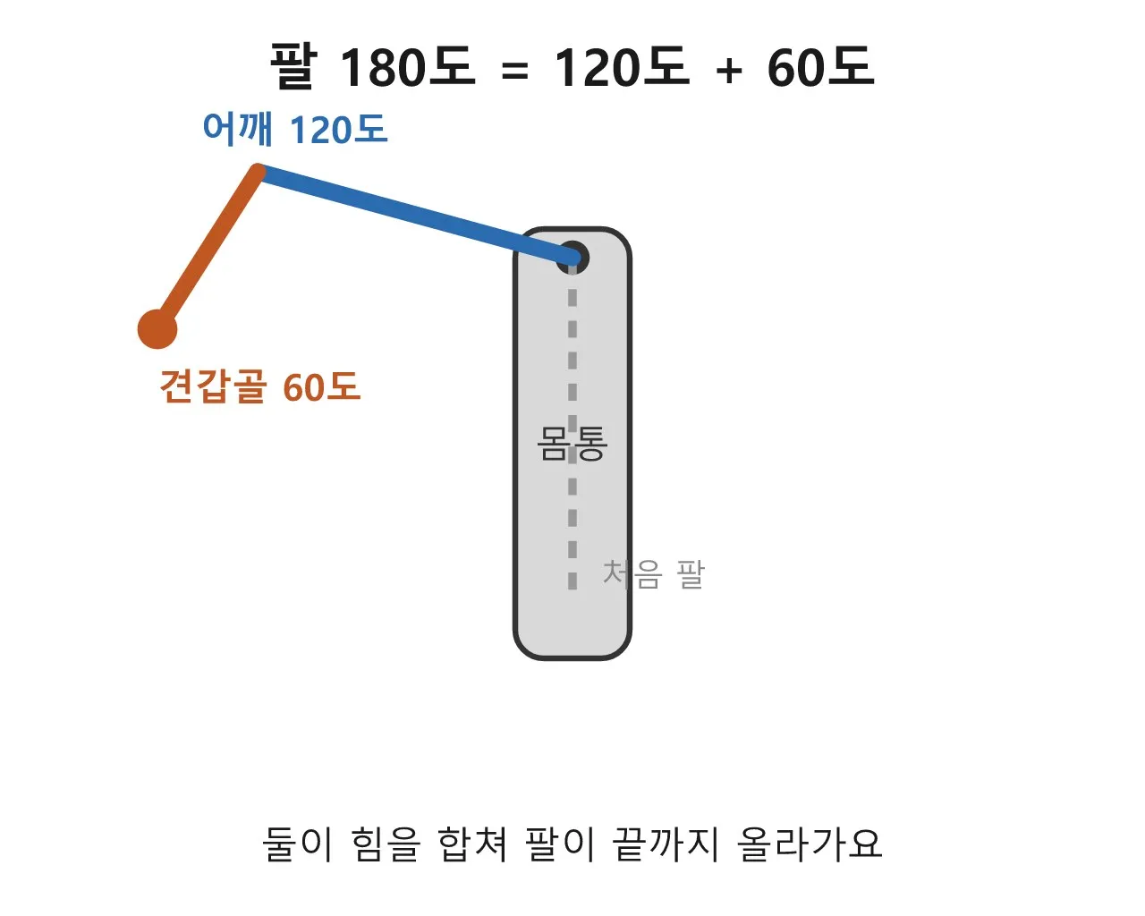 견갑골과 스캐퓰러 리듬 — 팔을 들면 등도 같이 돈다 도식