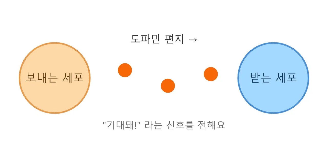 도파민이란? 뇌 속에서 "기대돼!"를 외치는 신호 물질 도식