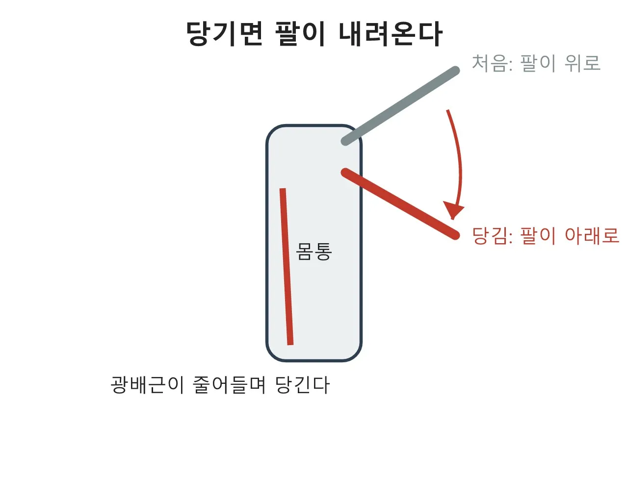 광배근 — 등을 넓게 만드는 당김의 근육 도식