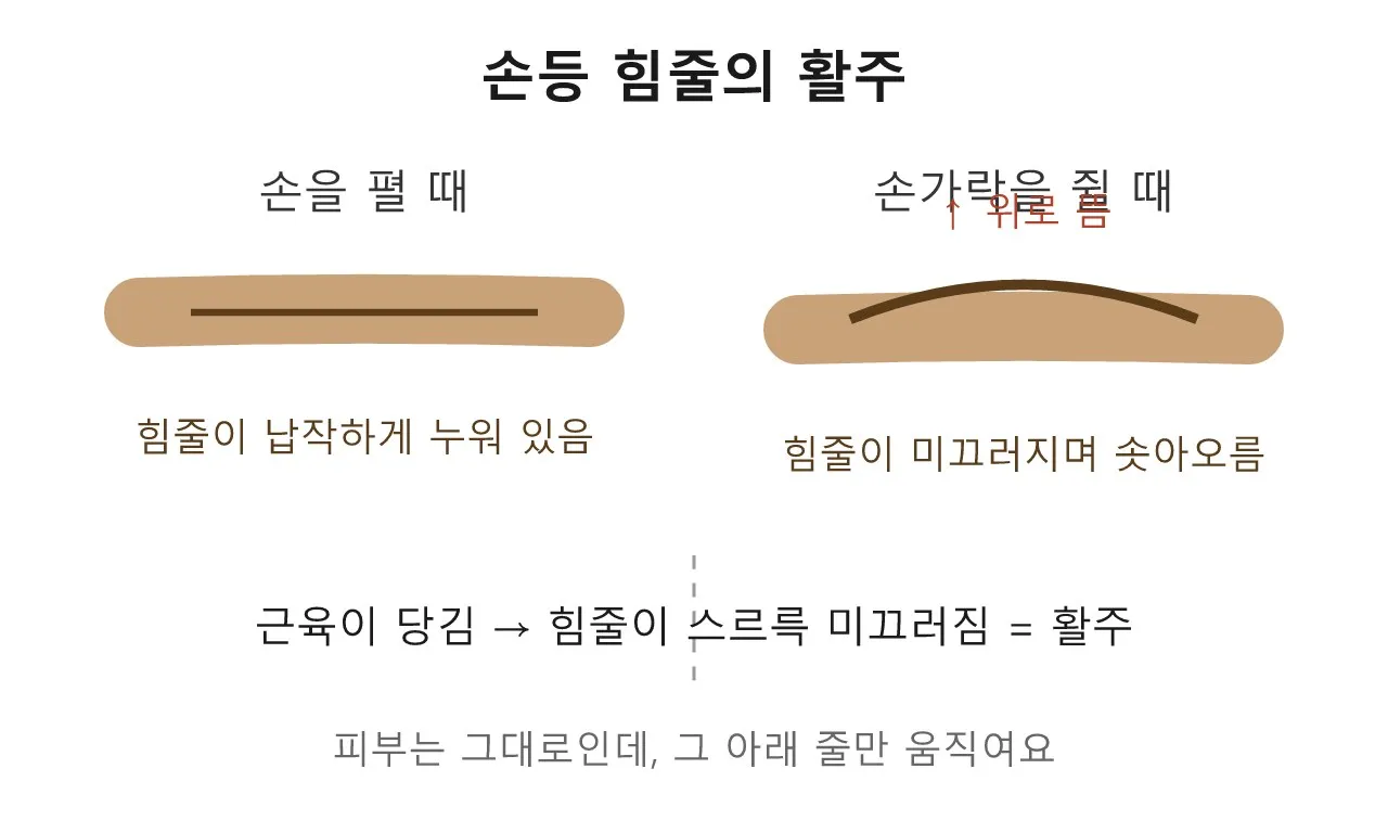 힘줄의 활주 — 피부 밑에서 미끄러지는 줄 도식