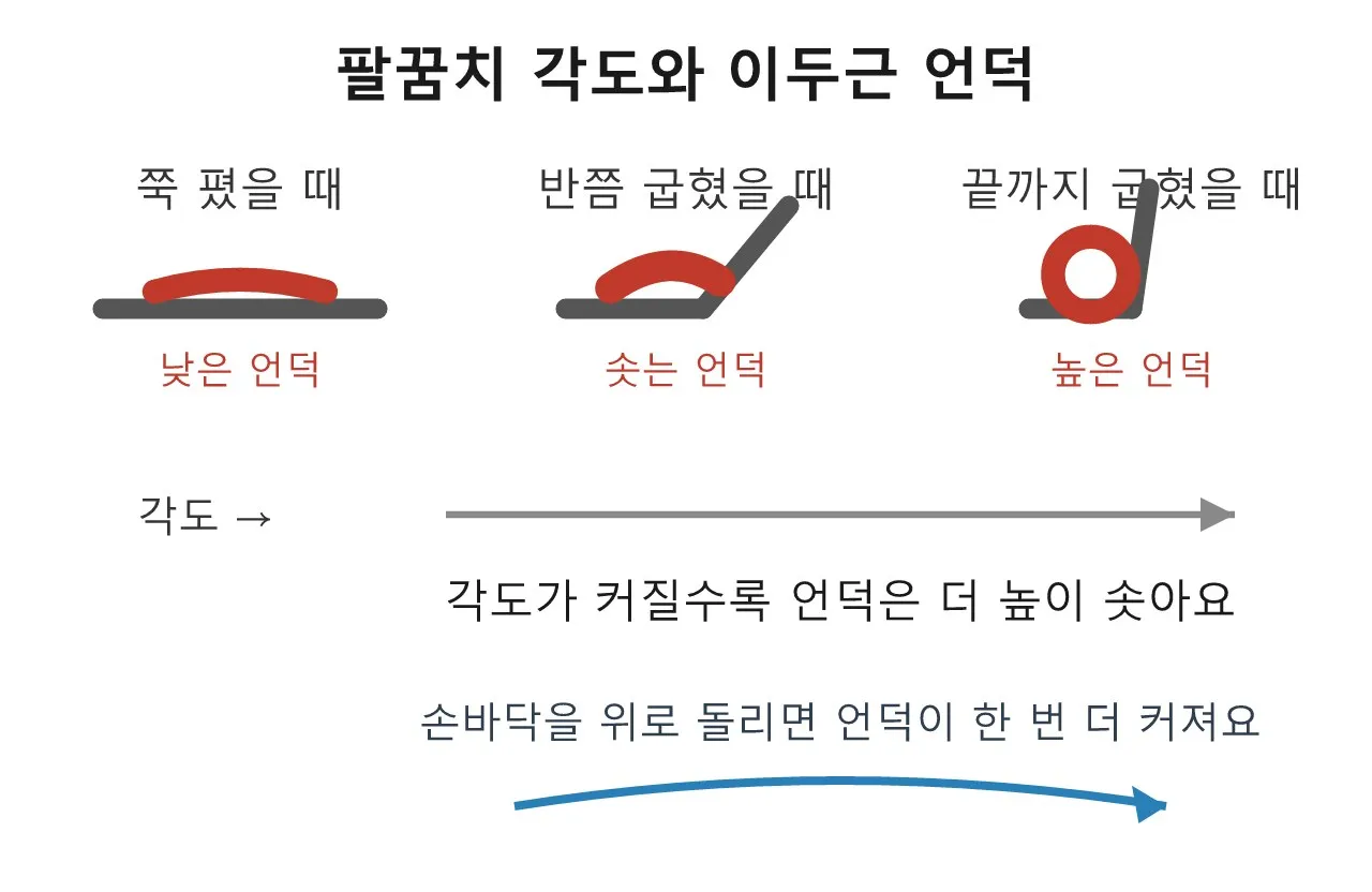 이두근 — 팔을 굽히면 솟아오르는 언덕 도식