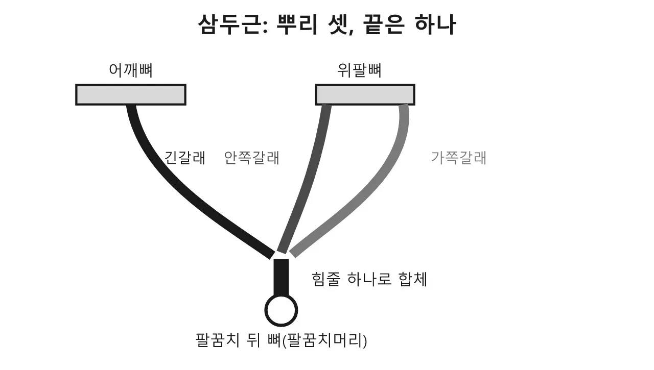 삼두근 — 팔을 펼 때 뒤에서 밀어내는 근육 도식