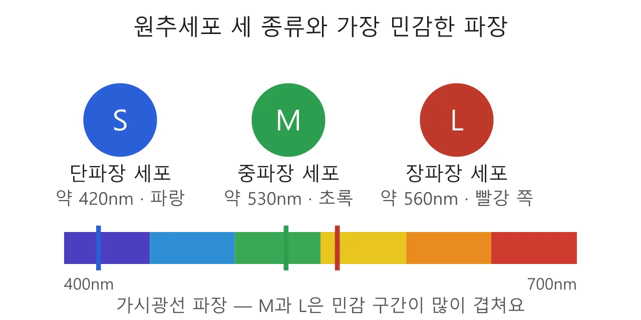 색채학: 삼색설 — 원추세포 세 종류가 세상을 칠한다 도식
