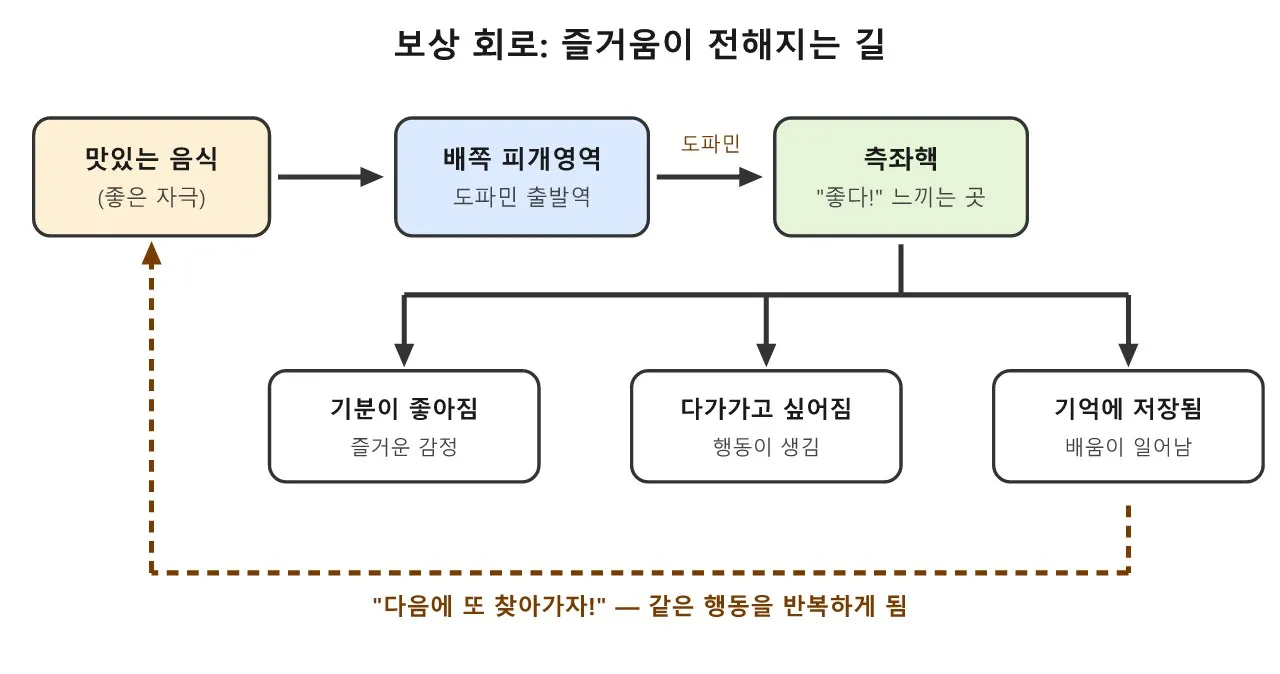 보상 회로 — 즐거움은 뇌 어디서 만들어질까 도식