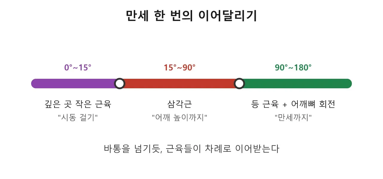 삼각근: 어깨 위에 얹힌 작은 어깨뽕 도식