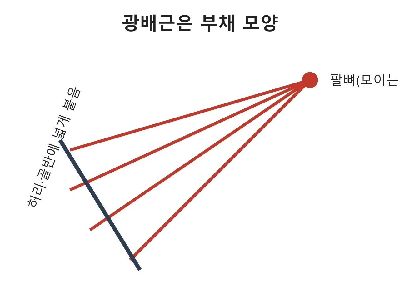 광배근 — 등을 넓게 만드는 당김의 근육 도식