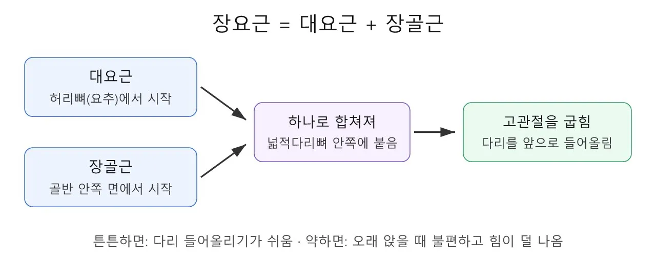 근육·해부학: 장요근 — 다리를 들어올리는 숨은 근육 도식