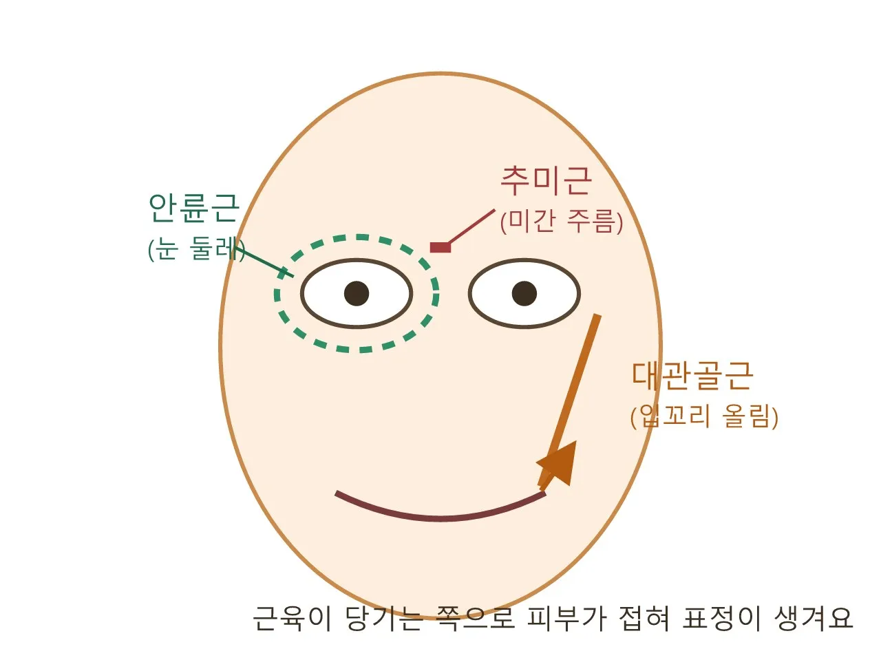 표정은 근육의 합이다 도식