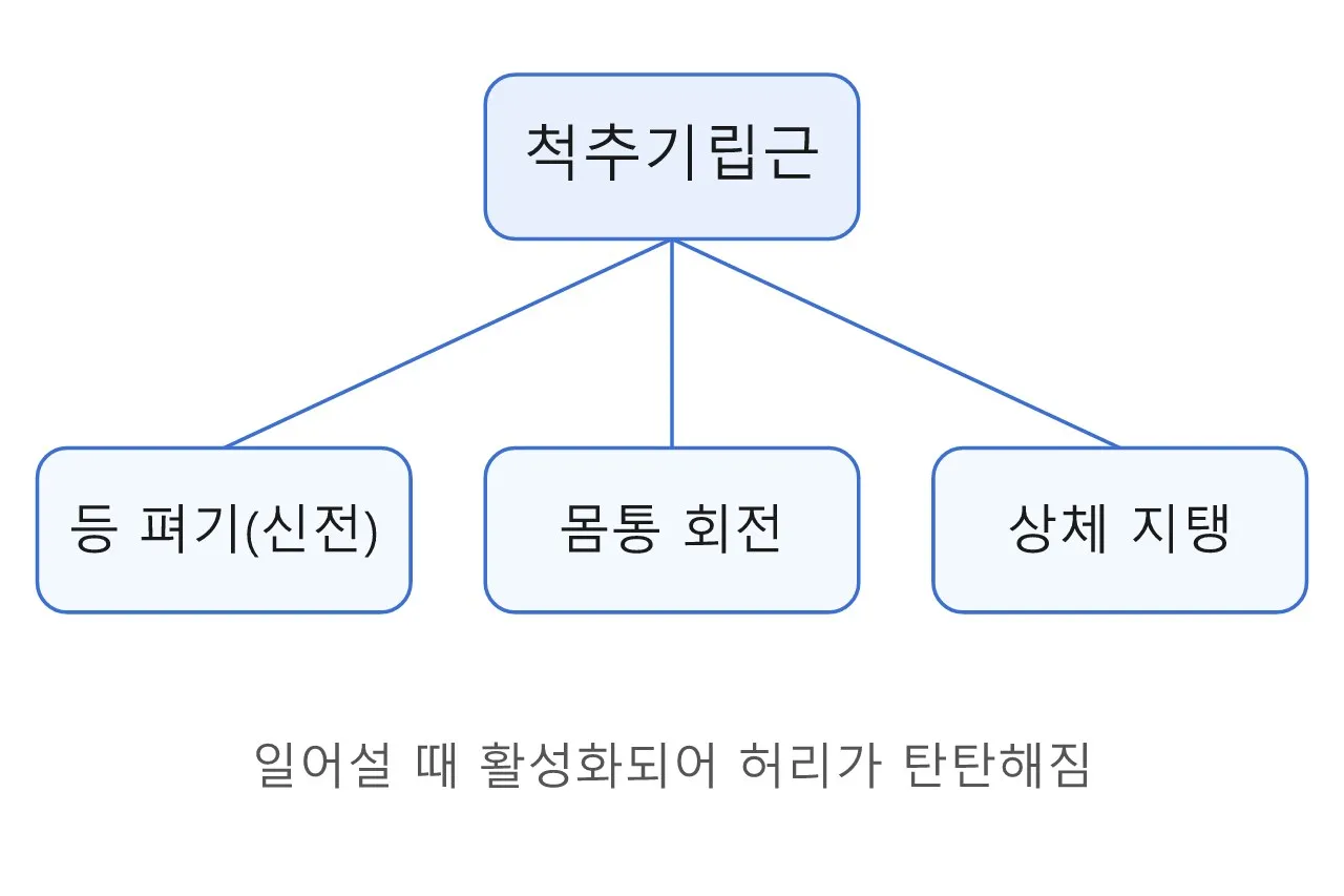근육·해부학: 척추기립근 — 상체를 세우는 기둥 도식