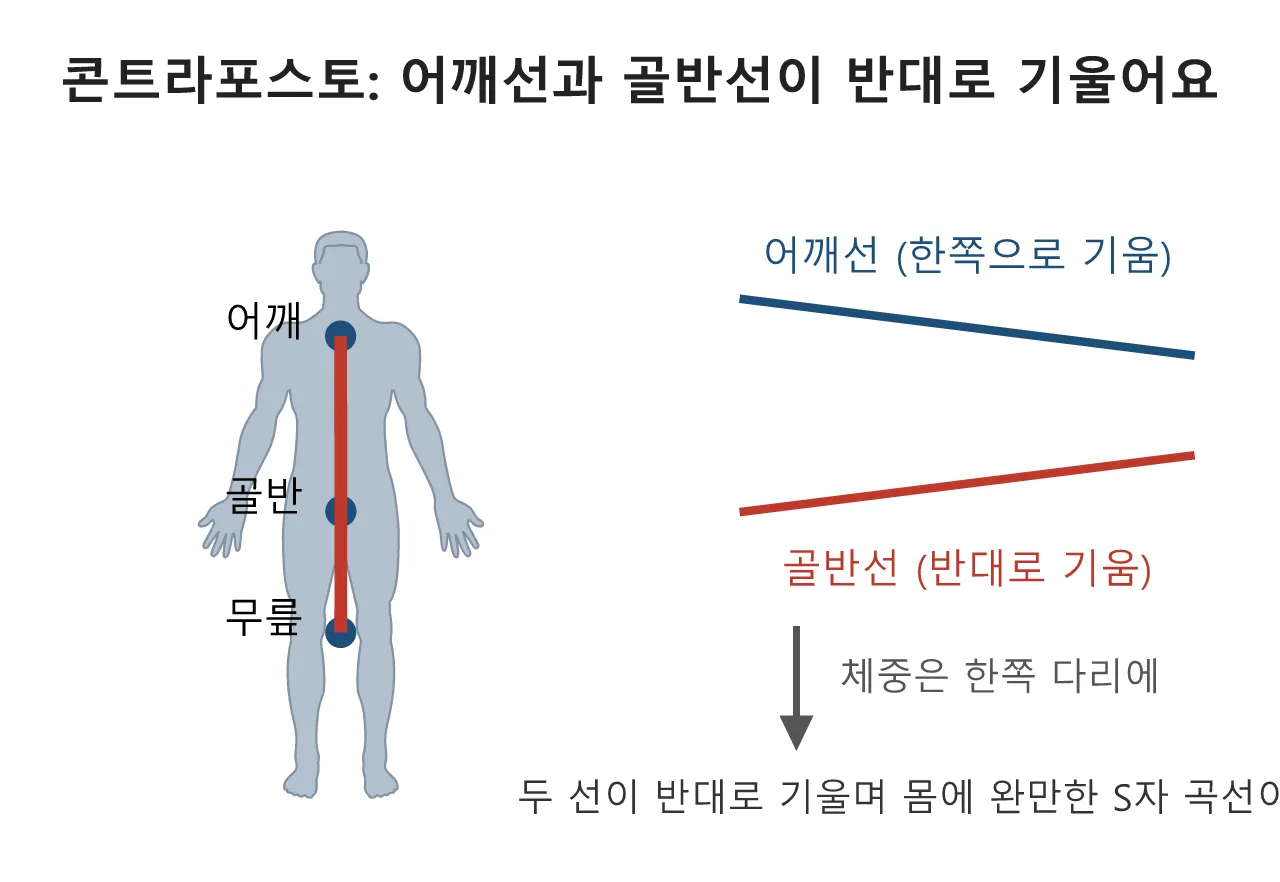 모델링: 콘트라포스토 — 서 있는 자세에 생기를 넣는 오래된 해법 도식