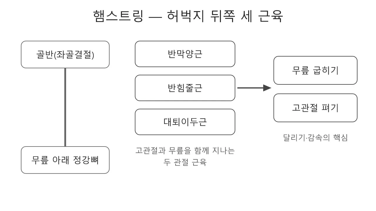 근육·해부학: 햄스트링 — 무릎을 접고 골반을 세우는 뒷다리 도식