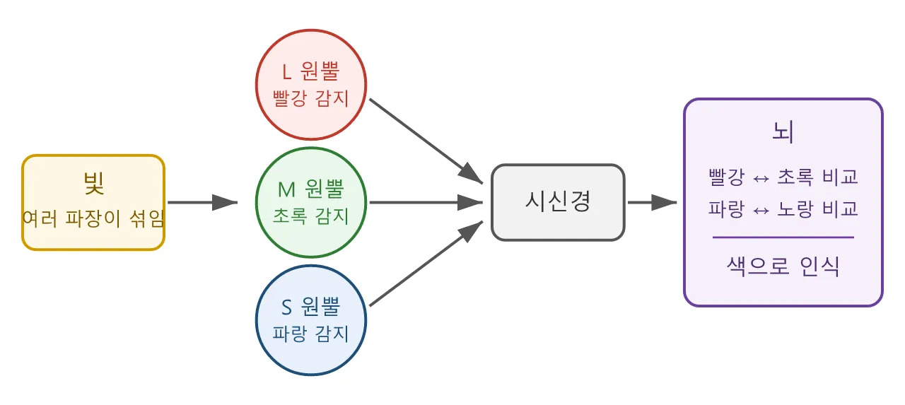색채학: 색각 — 눈이 색을 만들어 내는 방식 도식