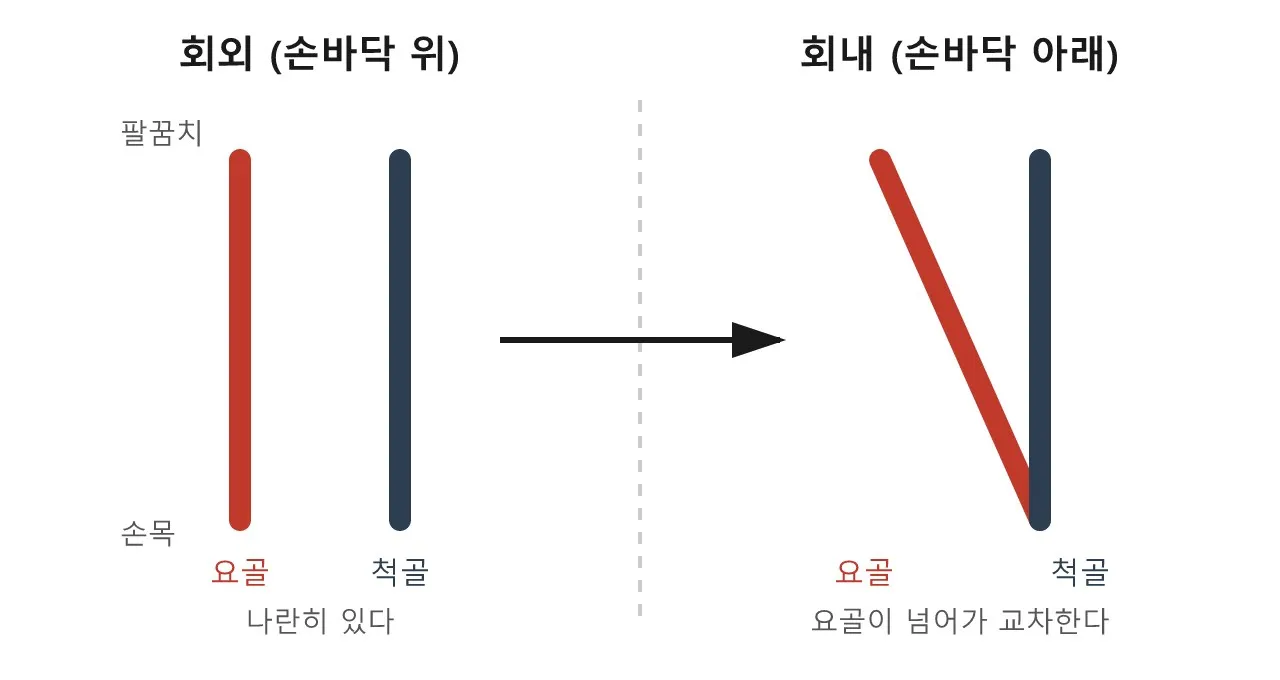 손목을 돌리면, 팔 속에서 뼈가 교차한다 도식