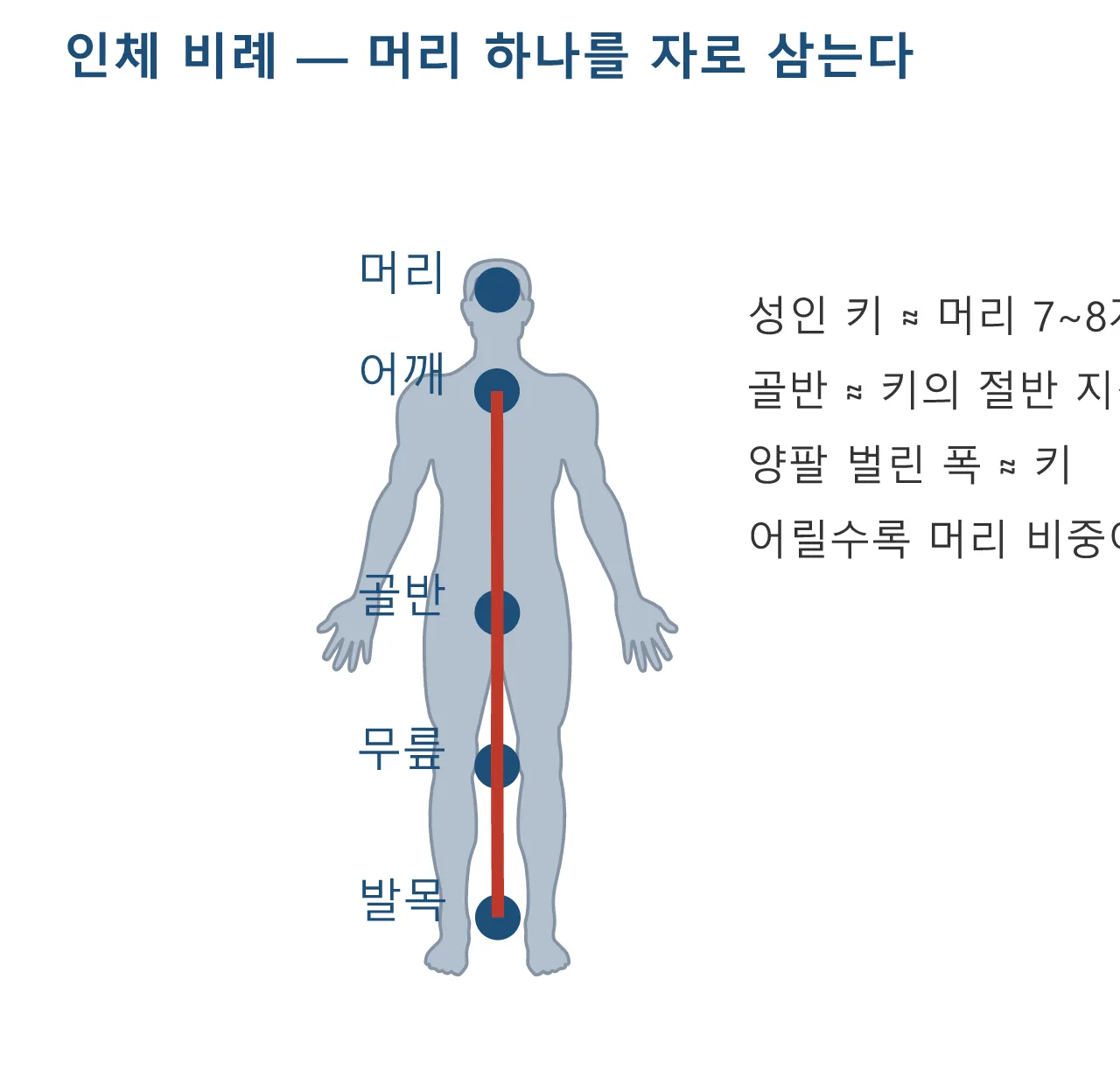 모델링: 인체 비례 — 그럴듯함은 비율에서 온다 도식