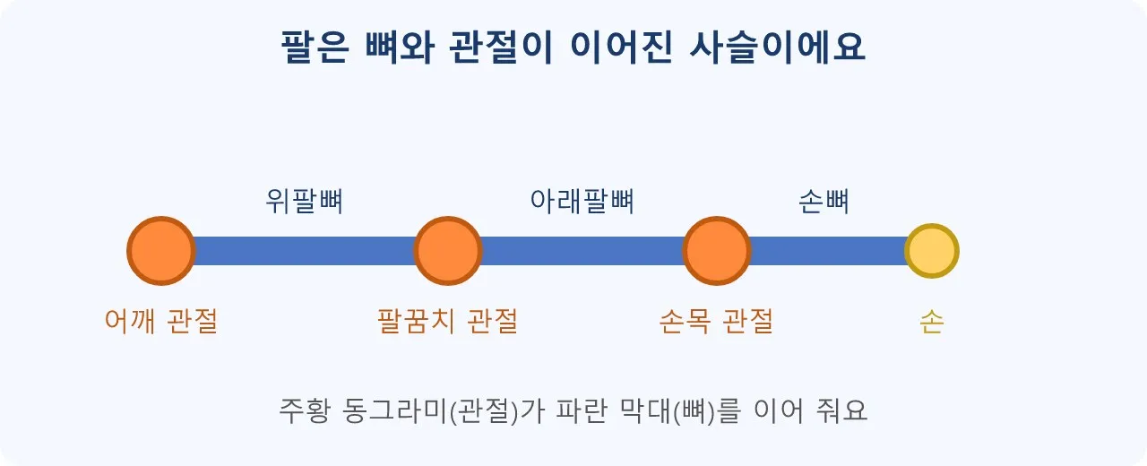 리깅: 스켈레톤과 관절 체인 (뼈대 구조) 도식