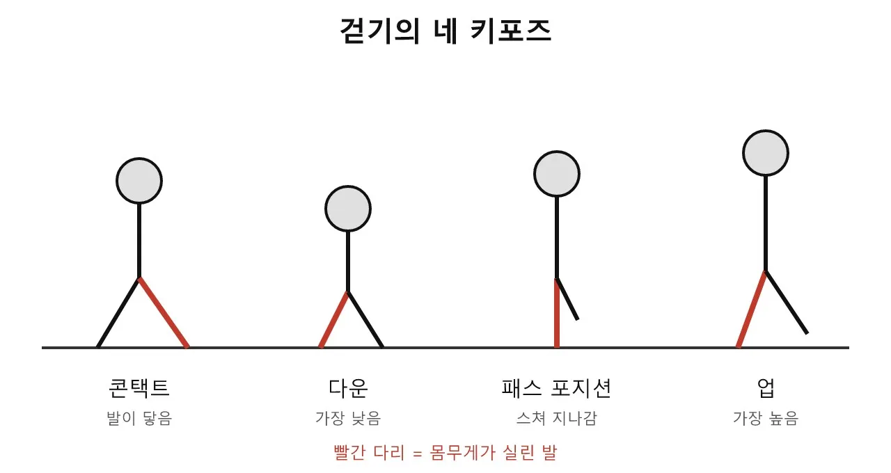 걷기의 네 가지 키포즈: 콘택트·다운·패스·업 도식