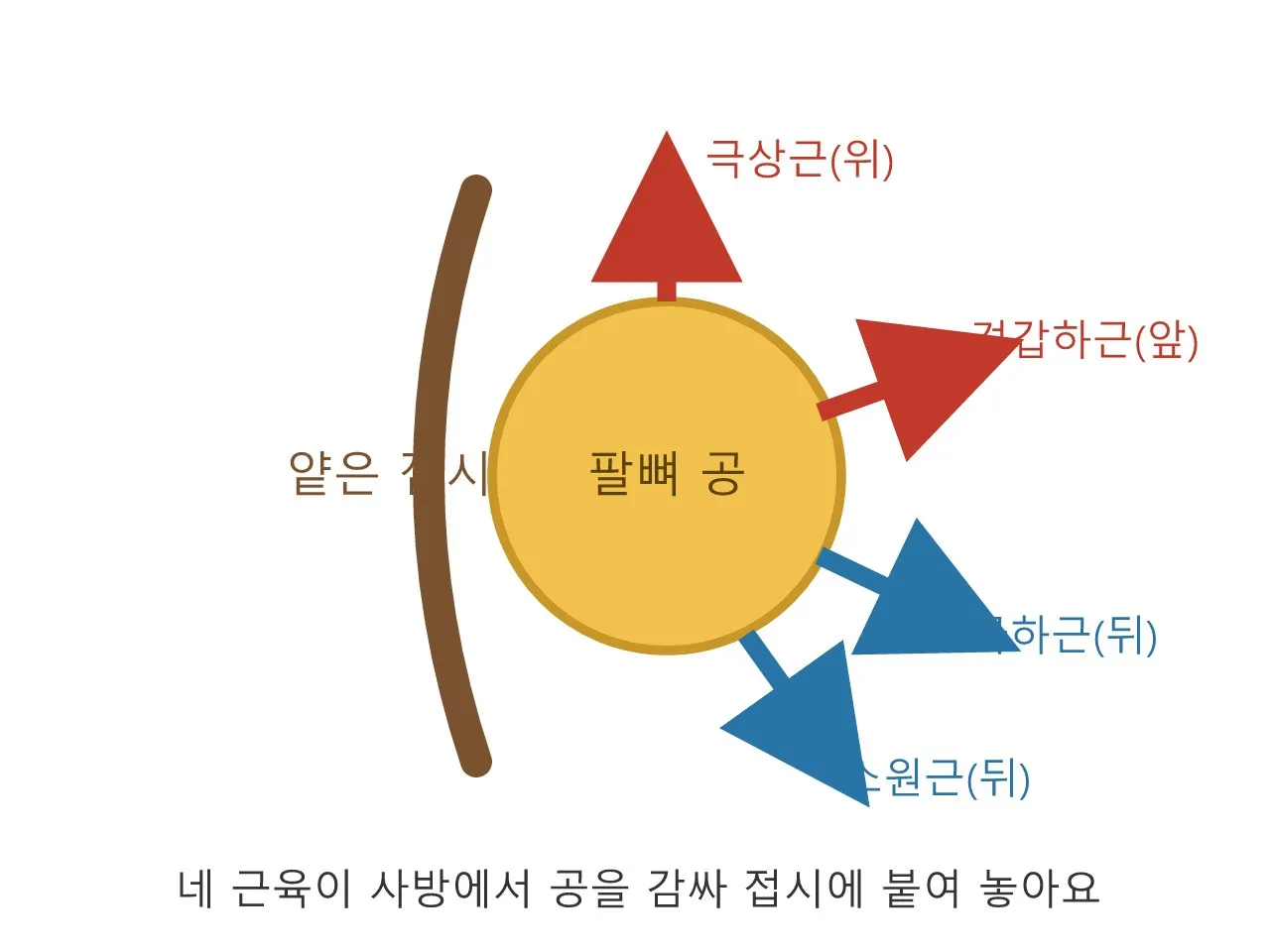회전근개 — 어깨가 빠지지 않게 잡아주는 네 개의 근육 도식
