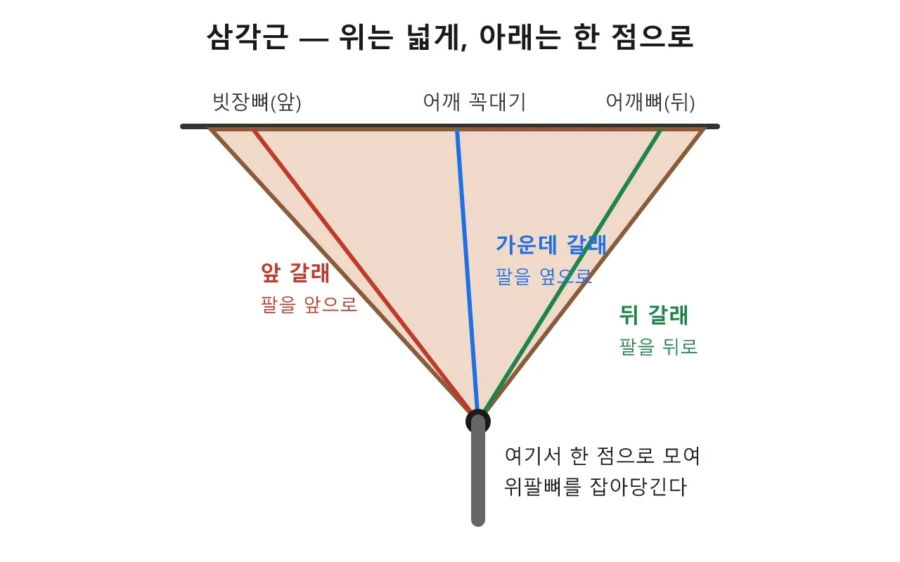 삼각근: 어깨 위에 얹힌 작은 어깨뽕 도식